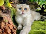 Elsa - Scottish Fold Cat For Sale - Vancouver&comma; WA&comma; US