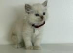 Burgundy Collar - Ragdoll Kitten For Sale - Meadville&comma; PA&comma; US