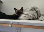 Bellie - Siamese Cat For Adoption - Great Falls&comma; VA&comma; US