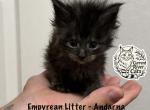 Andarna empyrean Litter - Maine Coon Kitten For Sale - Doniphan&comma; MO&comma; US