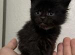 Plum Farmers Market Litter - Maine Coon Kitten For Sale - Doniphan&comma; MO&comma; US