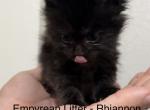 Rhiannon Empyrean Litter - Maine Coon Kitten For Sale - Doniphan&comma; MO&comma; US