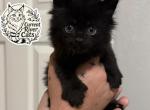 Xaden polydactyl Empyrean Litter - Maine Coon Kitten For Sale - Doniphan&comma; MO&comma; US
