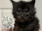 Ridoc polydactyl Empyrean Litter - Maine Coon Kitten For Sale - 