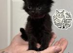 Sgaeyl Polydactyl Empyrean Litter - Maine Coon Kitten For Sale - Doniphan&comma; MO&comma; US