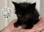 Mira polydactyl Empyrean Litter - Maine Coon Kitten For Sale - 