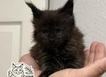 Astrid  DreamWorks Litter - Maine Coon Kitten For Sale - Doniphan&comma; MO&comma; US