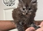 Fiona Dream Works Litter - Maine Coon Kitten For Sale - 