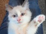 Justice - Ragdoll Kitten For Sale - Vancouver&comma; WA&comma; US