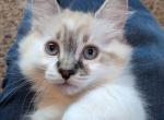 Liberty - Ragdoll Kitten For Sale - Vancouver&comma; WA&comma; US