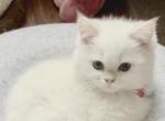 Blueberry - British Shorthair Kitten For Sale - Parkland&comma; FL&comma; US