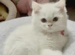 Blueberry - British Shorthair Kitten For Sale - Parkland&comma; FL&comma; US