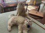Biscuit - British Shorthair Kitten For Sale - Denville&comma; NJ&comma; US