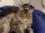 Anni Frid - Maine Coon Kitten For Sale - Jacksonville&comma; FL&comma; US