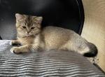 Bertha - British Shorthair Kitten For Sale - Bartlett&comma; IL&comma; US