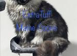 Tiger - Maine Coon Kitten For Sale - North Pole&comma; AK&comma; US