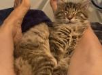 Agnetha - Maine Coon Kitten For Sale - Jacksonville&comma; FL&comma; US