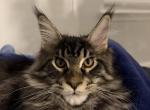 Benny - Maine Coon Kitten For Sale - Jacksonville&comma; FL&comma; US