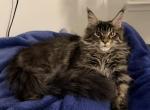 Benny - Maine Coon Kitten For Sale - 
