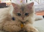 Biscuit - British Shorthair Kitten For Sale - Denville&comma; NJ&comma; US