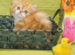 Red Tabby and White female - Persian Kitten For Sale - 
