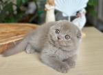 Lory - Scottish Fold Kitten For Sale - Los Angeles&comma; CA&comma; US