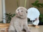 Lory1 - Scottish Fold Kitten For Sale - Los Angeles&comma; CA&comma; US