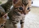 3 Male Bengal Kittens - Bengal Kitten For Sale - Lindenhurst&comma; IL&comma; US