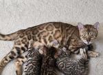 Update 1 Male and 1 Female Available - Bengal Kitten For Sale - Lindenhurst&comma; IL&comma; US