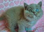 Jessica - British Shorthair Kitten For Sale - Norwalk&comma; CT&comma; US