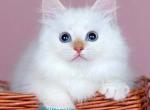 Jin - Siberian Kitten For Sale - Pembroke Pines&comma; FL&comma; US
