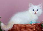 Jamal - Siberian Kitten For Sale - Pembroke Pines&comma; FL&comma; US