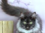 Elsa - Siberian Kitten For Sale - Pembroke Pines&comma; FL&comma; US