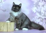 Elsa - Siberian Kitten For Sale - Pembroke Pines&comma; FL&comma; US
