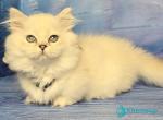 Tiffany - Munchkin Kitten For Sale - Pembroke Pines&comma; FL&comma; US
