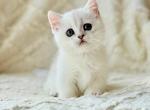 Zipa - Munchkin Kitten For Sale - Pembroke Pines&comma; FL&comma; US