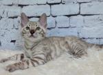 Alvin - Bengal Kitten For Sale - Miami&comma; FL&comma; US