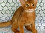 Electra - Abyssinian Kitten For Sale - Pembroke Pines&comma; FL&comma; US