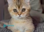Peppi - Minuet Kitten For Sale - Norwalk&comma; CT&comma; US