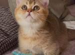 Peppi - Minuet Kitten For Sale - Norwalk&comma; CT&comma; US