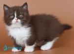 Ivanka - Minuet Kitten For Sale - Norwalk&comma; CT&comma; US
