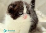 Morgan - Munchkin Kitten For Sale - Norwalk&comma; CT&comma; US