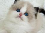 Milan - Ragdoll Kitten For Sale - Norwalk&comma; CT&comma; US