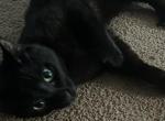 Bob - Bombay Kitten For Sale - IN&comma; US