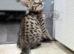 SBT Savannah Ms Orange - Savannah Kitten For Sale - Lakeland&comma; FL&comma; US