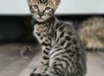 SBT Savannah Ms Green - Savannah Kitten For Sale - Lakeland&comma; FL&comma; US