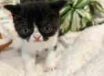 Pickle - Exotic Kitten For Sale - Poplarville&comma; MS&comma; US