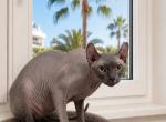 Elf - Sphynx Kitten For Sale - Miami&comma; FL&comma; US