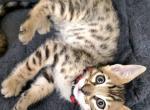 SBT Savannah Mr Red - Savannah Kitten For Sale - Lakeland&comma; FL&comma; US