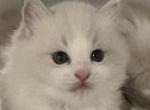 Candy - Ragdoll Kitten For Sale - Potomac&comma; MD&comma; US
